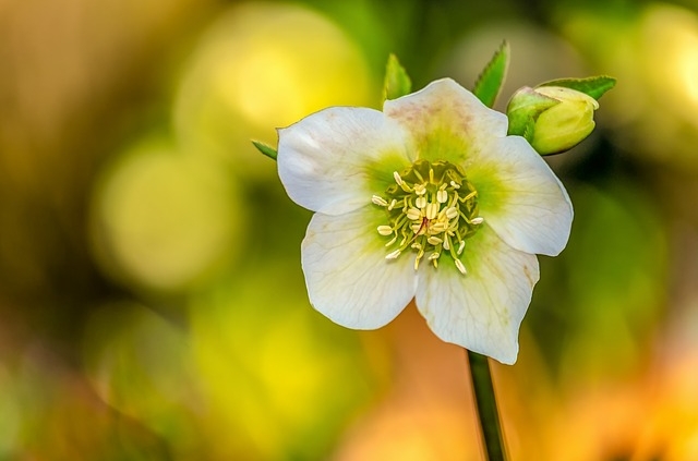 Blüte der Schneerose