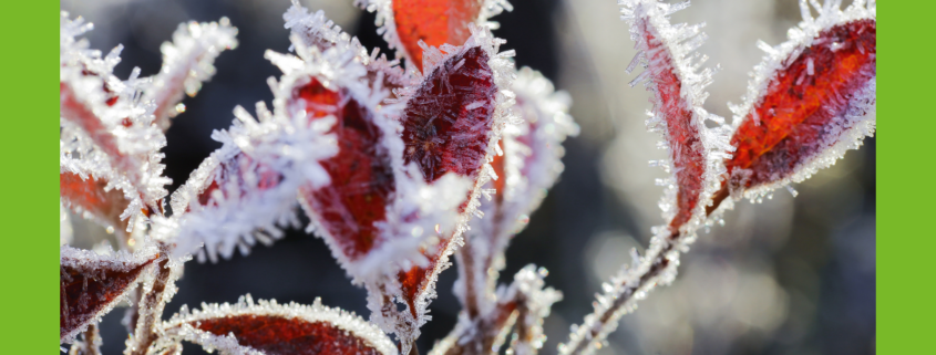 Wintermotiv Blätter mit Reif