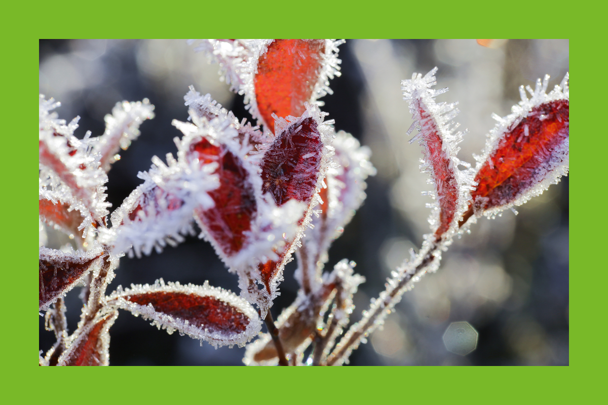 Wintermotiv Blätter mit Reif