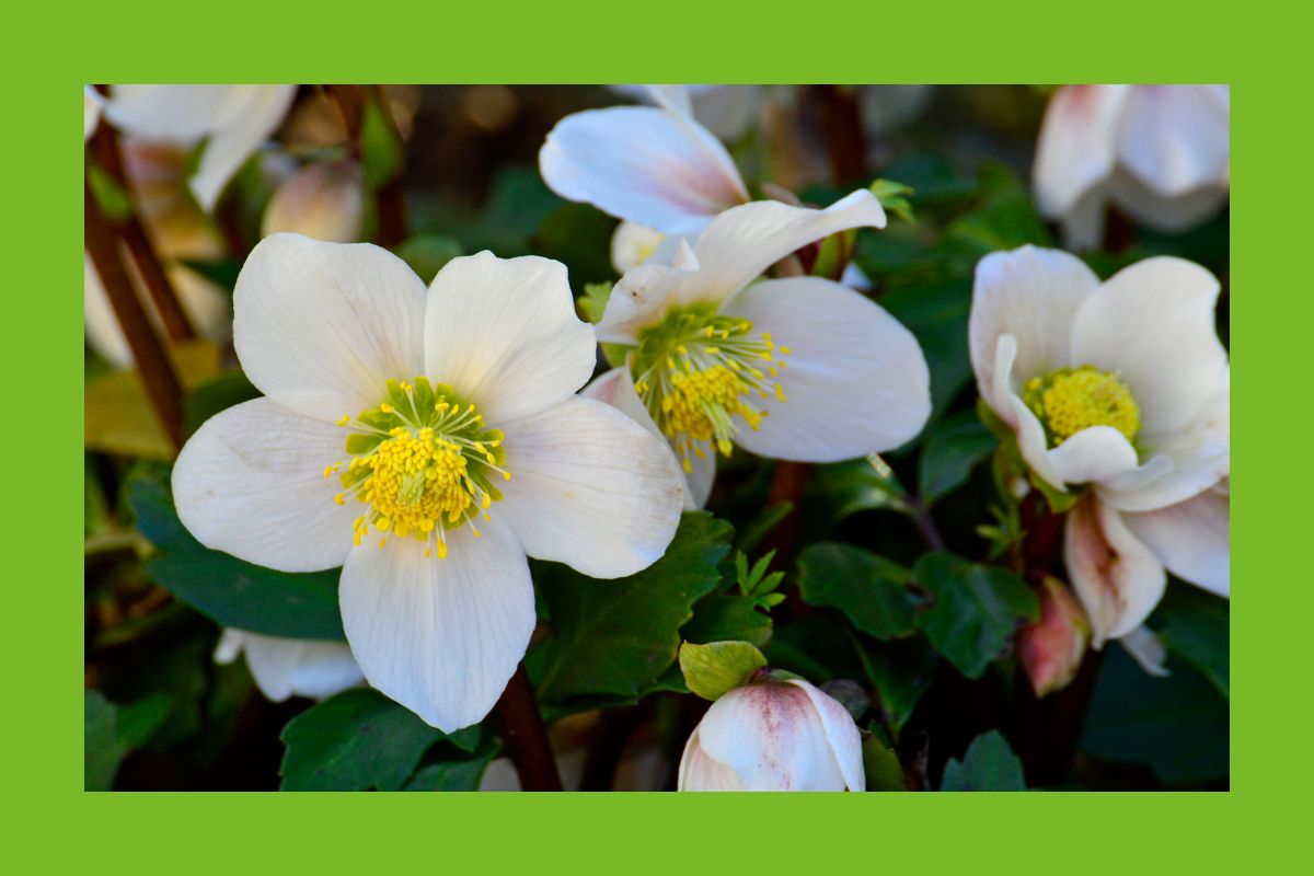 Helleborus Niger - die Schneerose