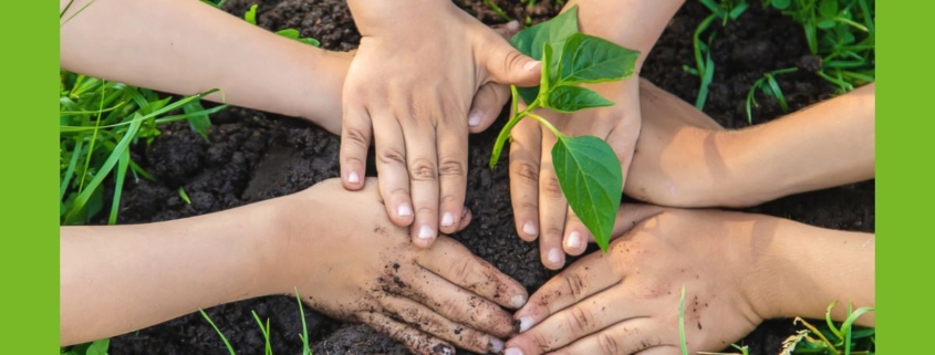Kinderhände beim Pflanzen