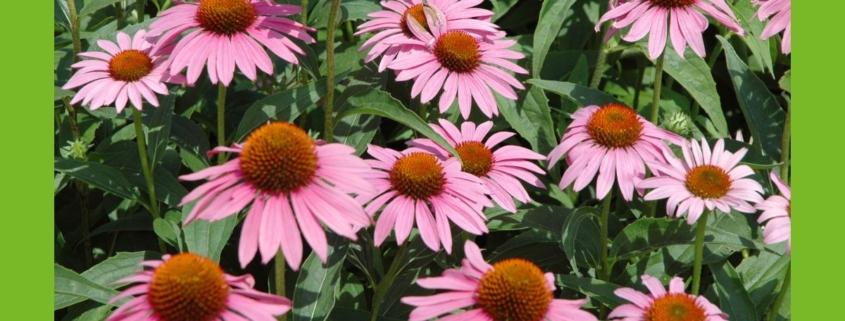 Echinacea, Sonnenhut