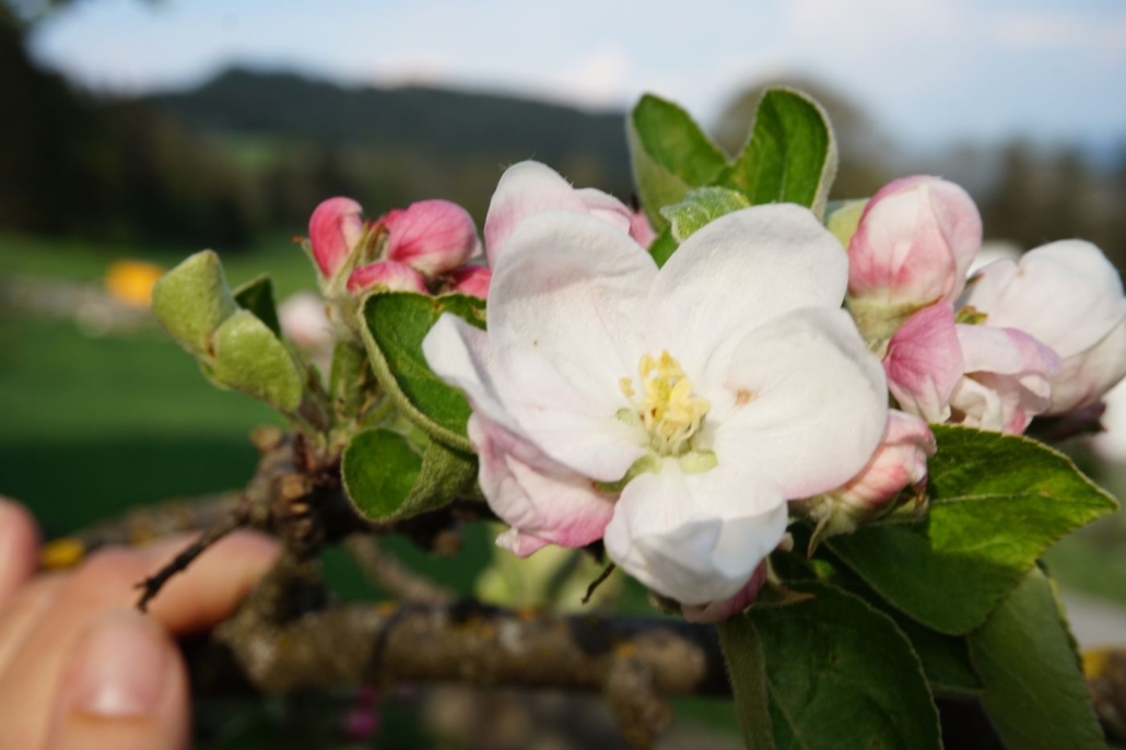 Apfelblüte