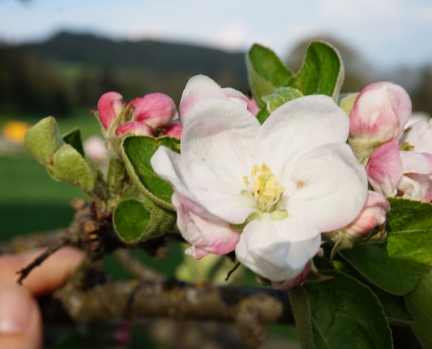 Apfelblüte
