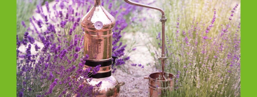 Destille im Lavendelfeld