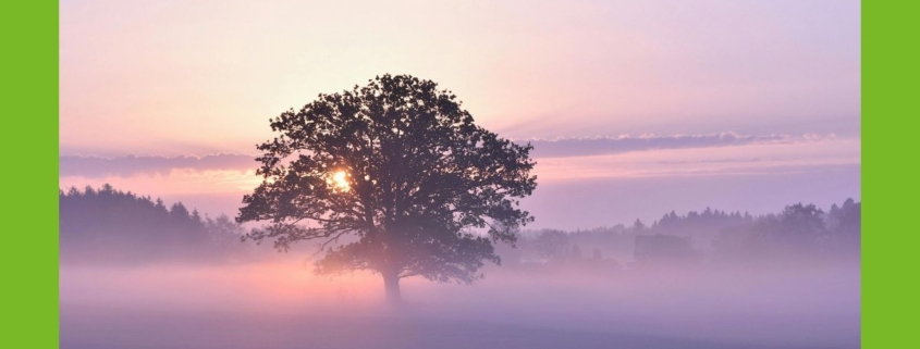 Laubbaum mit Bodennebel und Sonnenaufgang