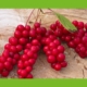 Schisandra Beere rot