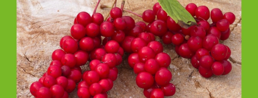 Schisandra Beere rot