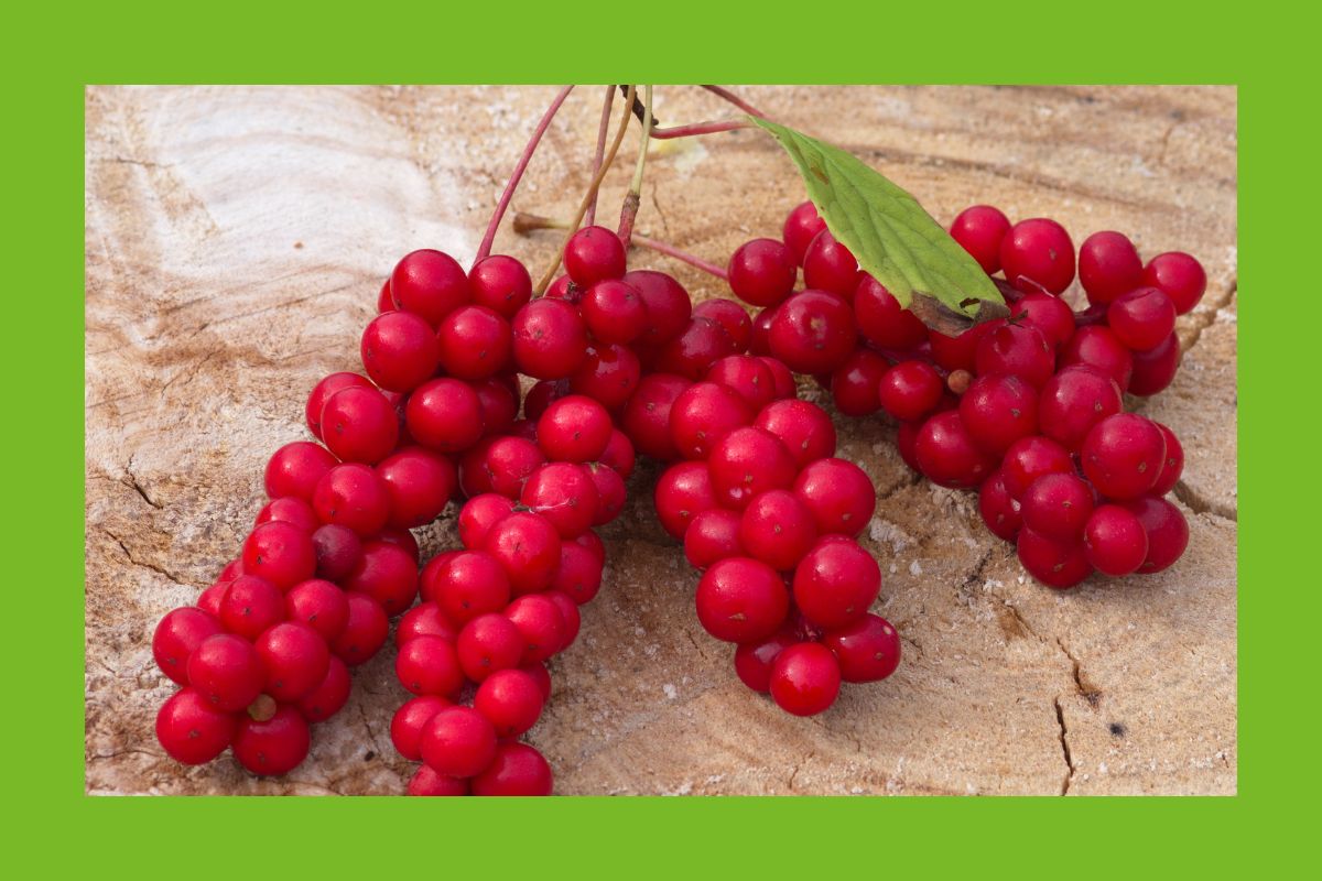 Schisandra Beere rot