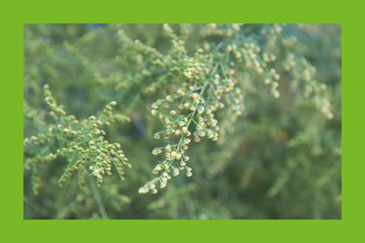 Artemisia Beifuß Blüte
