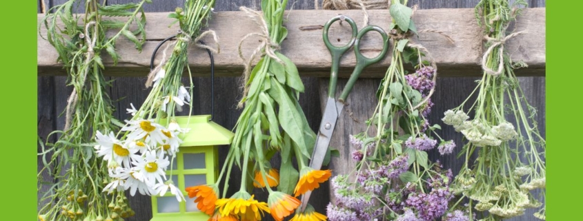 Blüten zum trocknen aufgehängt
