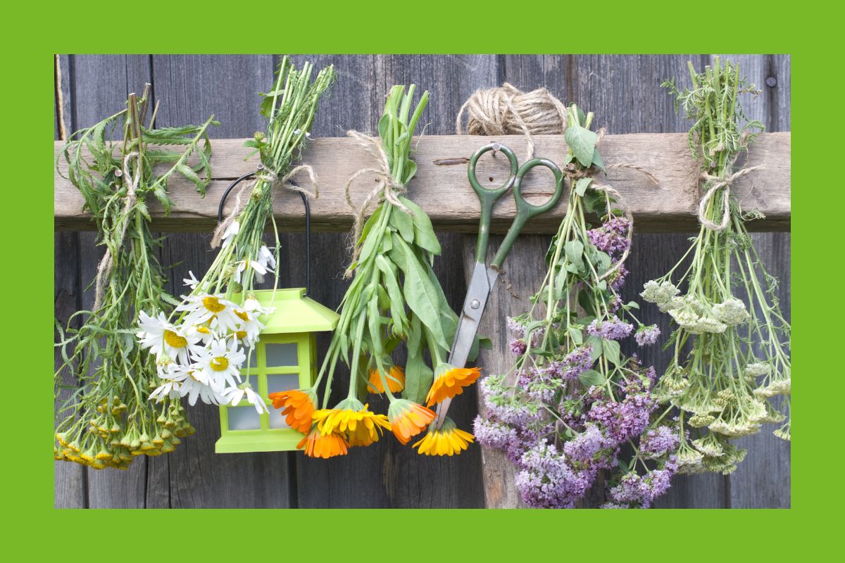 Blüten zum trocknen aufgehängt