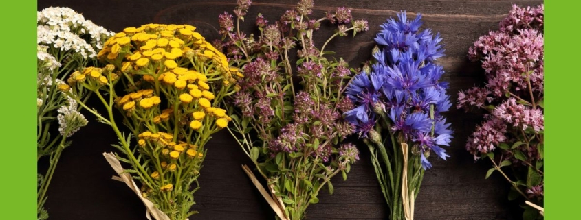 Kräuter mit Blüten