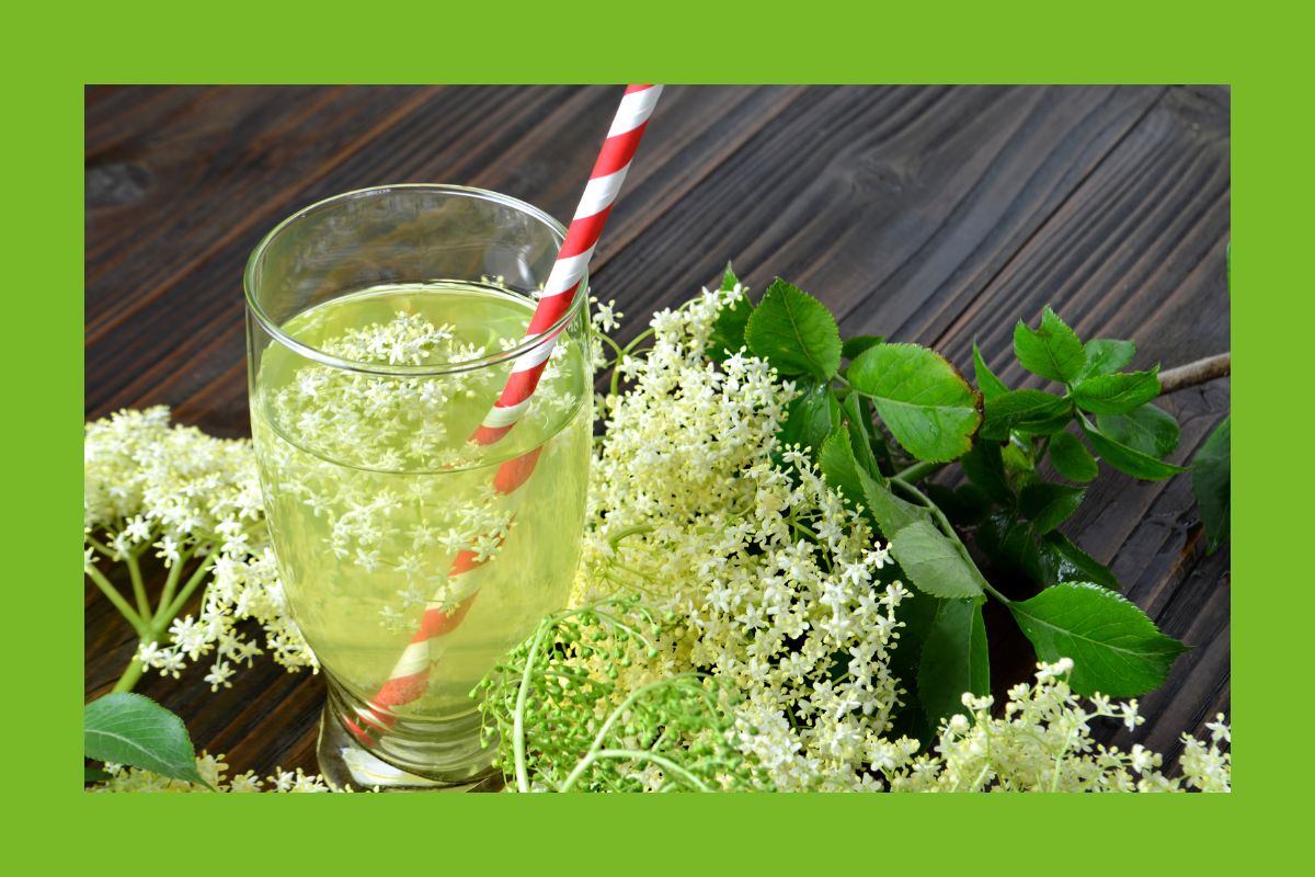Holunder Blüte & Saftglas