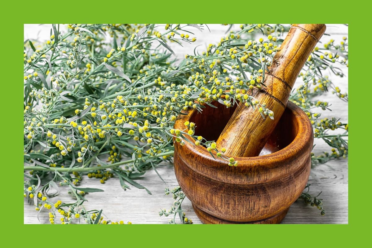 Wermut mit Holzmörser