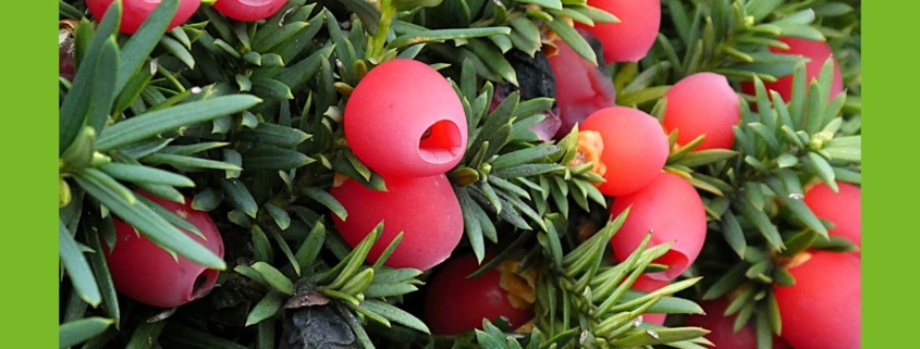 Eibe Früchte, giftiger Same