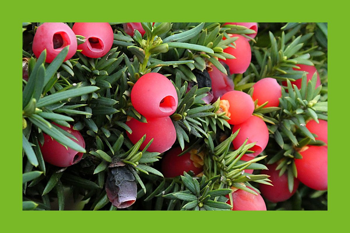 Eibe Früchte, giftiger Same