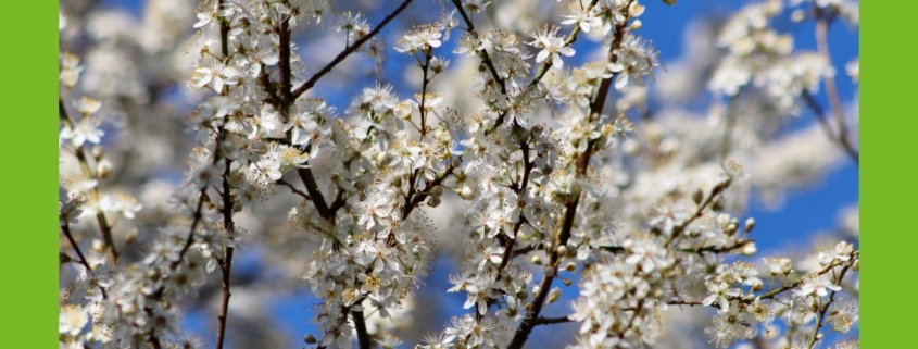 Frühling Schlehdorn Blüte