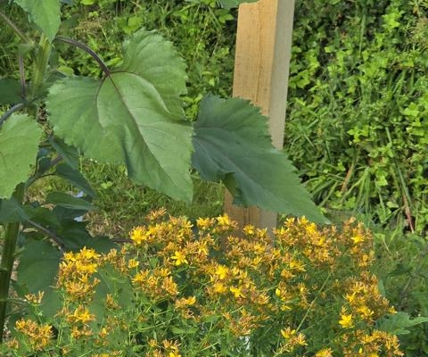 Kräutergarten Blaiken