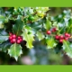 Stechplame Ilex