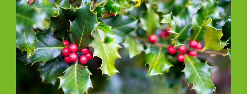 Stechplame Ilex