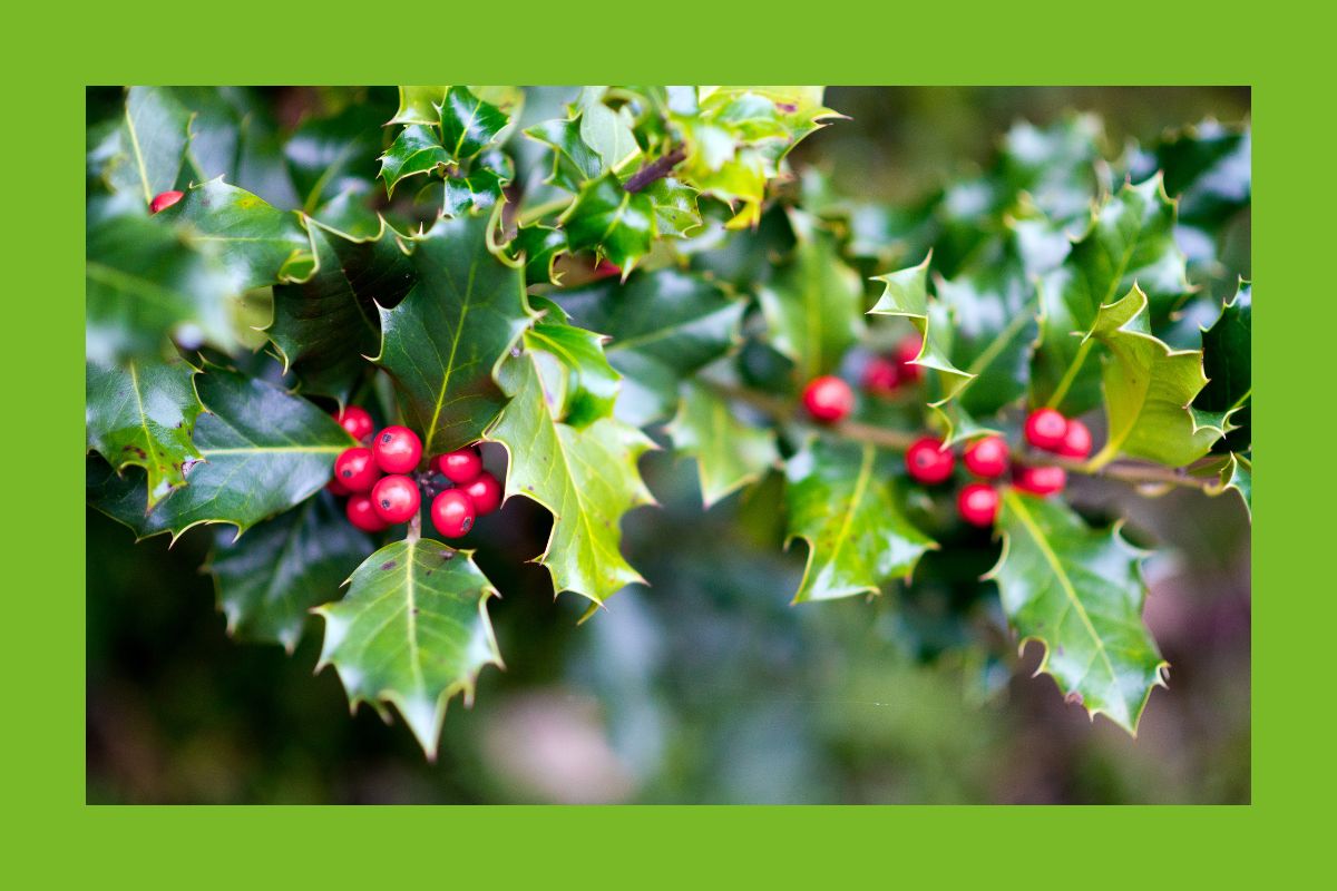 Stechplame Ilex