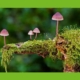 Moos Wald